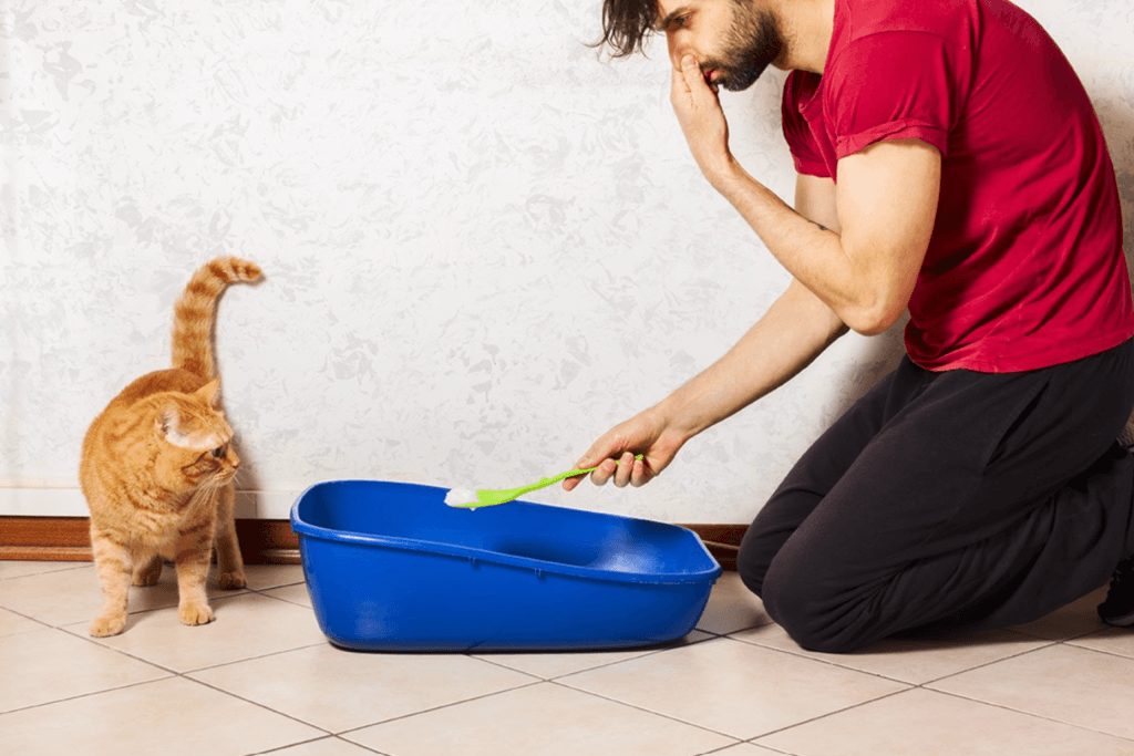 En iyi kedi kumu markaları