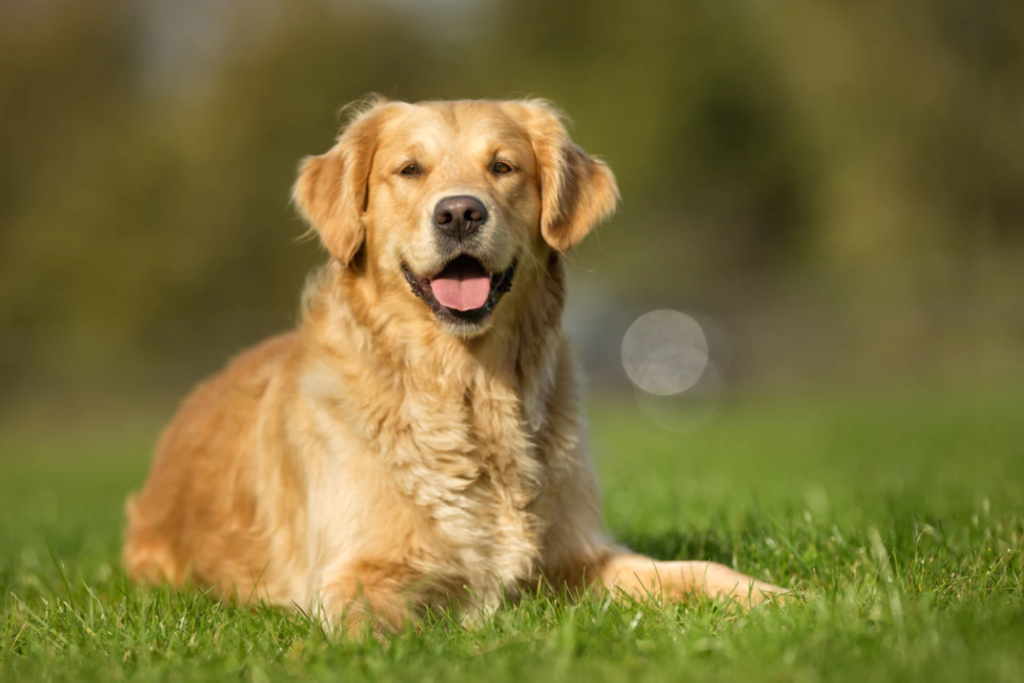 Golden Retriever - shuayip.com