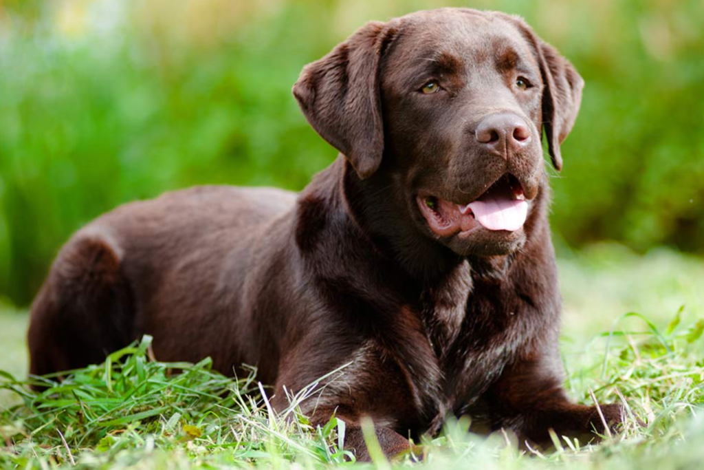 Labrador Retriever - shuayip.com