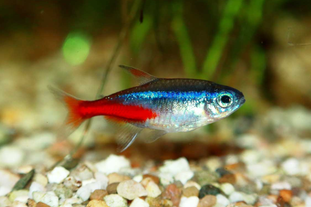 Neon Tetra Balığı - shuayip.com