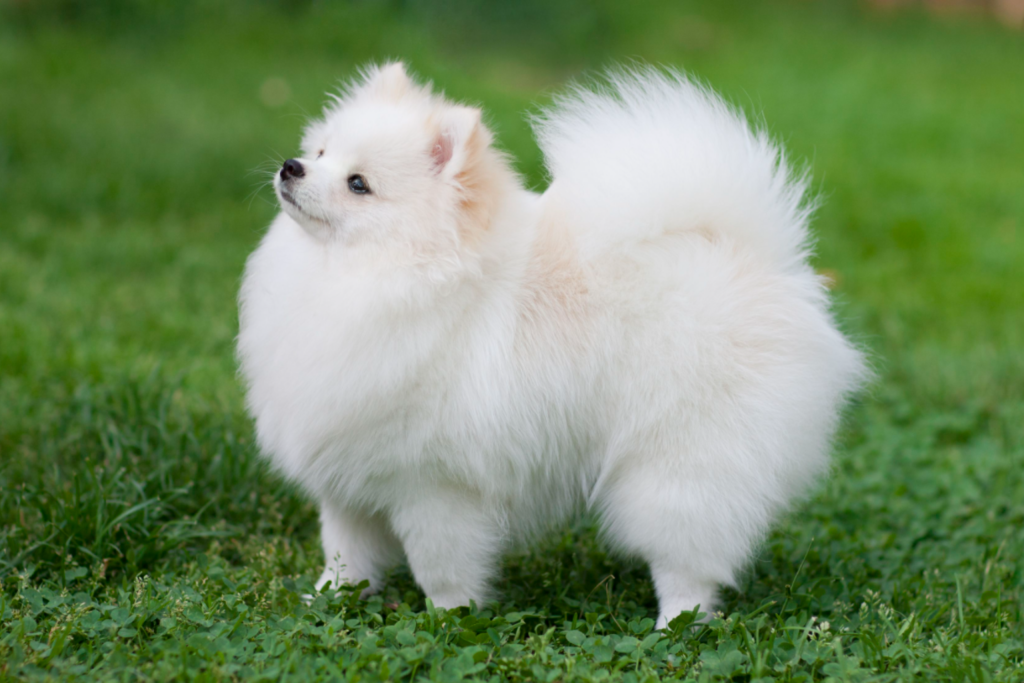 Pomeranian - shuayip.com