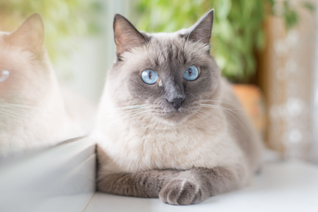 Siamese Cat