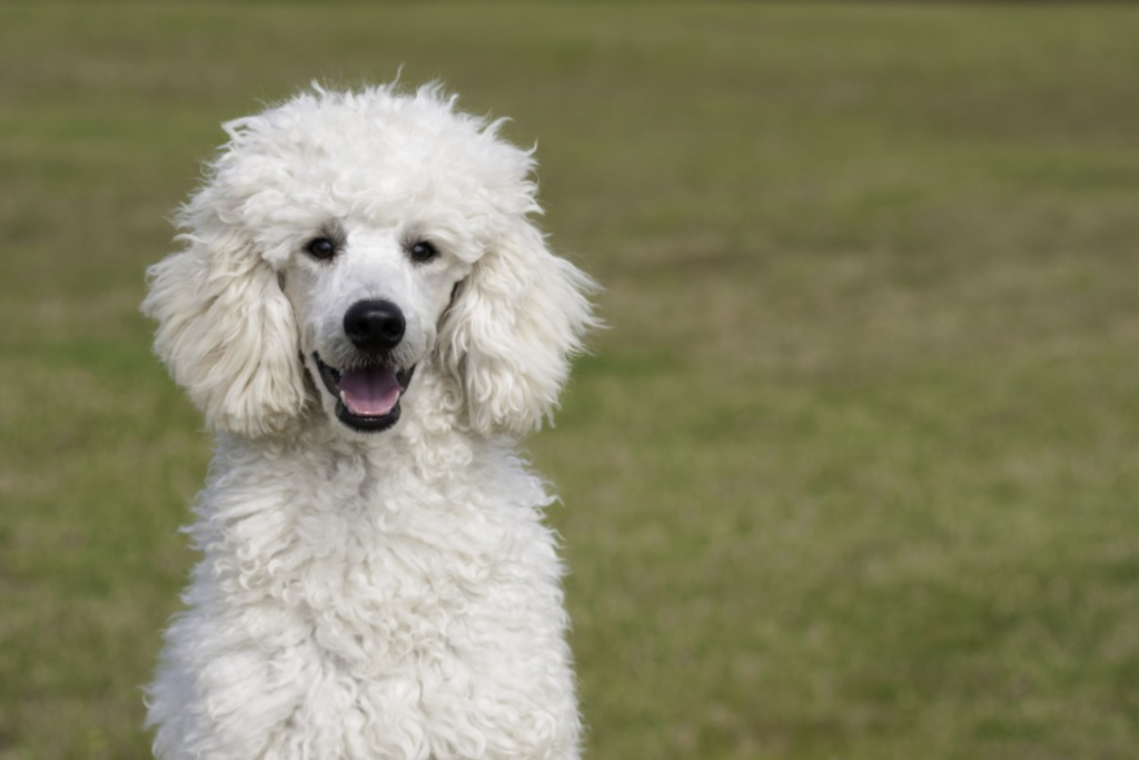 Tüy Dökmeyen Köpek Cinsleri